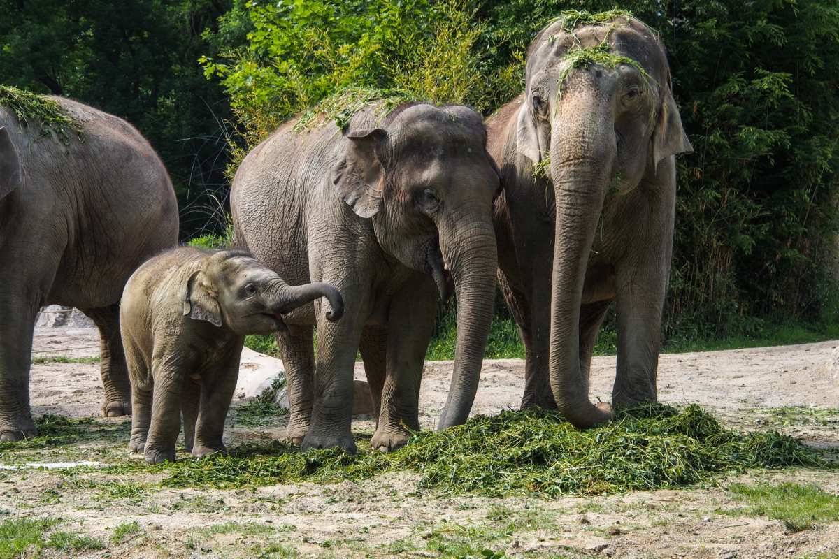 Zoo Zürich schläfert fünftes Elefantenbaby seit 2020 ein