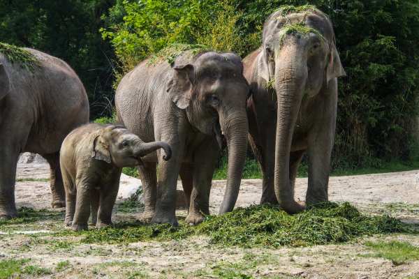 Zoo Zürich schläfert fünftes Elefantenbaby seit 2020 ein