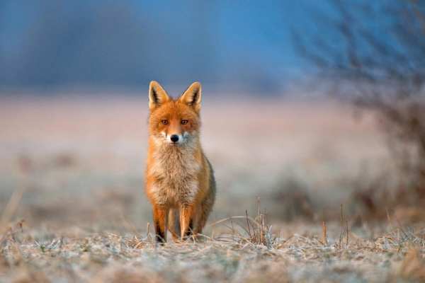 Zürich: Bürgerin konfrontiert Jagdbehörde mit Millionen-Bilanz der Fuchsjagd