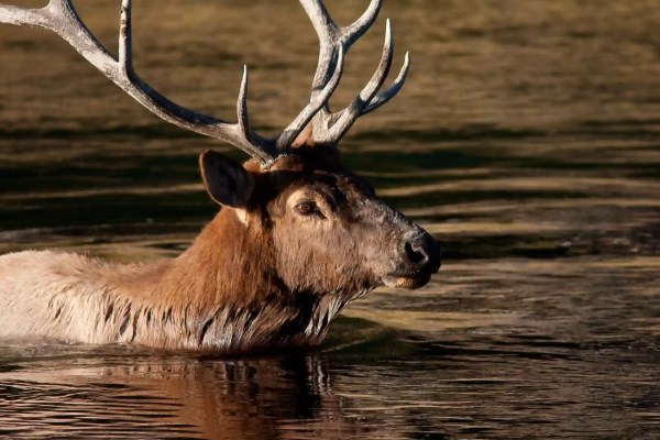 Amden SG : chasseur de loisir condamné après le tir illégal de cerfs couronnés et la découverte d'armes