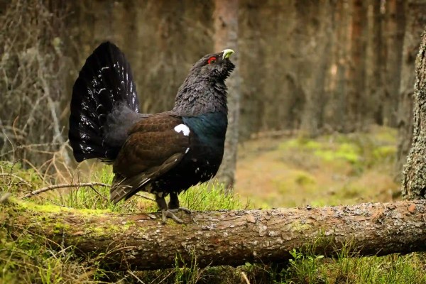 Der Auerhahn ist in Freiburg praktisch ausgestorben, während die Hobby-Jagd auf mehr Technik drängt