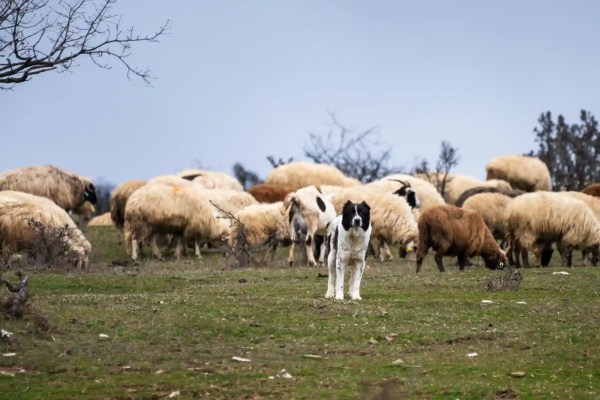 Duftbarrieren statt Abschuss: Neue Wolfsstudie aus Neuenburg