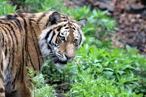 Gatto domestico e tigre: 95,6 per cento di DNA in comune
