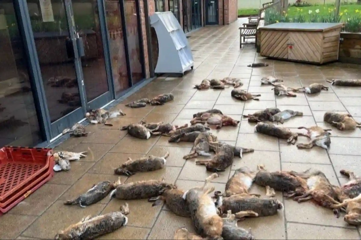Gewalt und tote Tiere: Grossbritanniens verborgene Welt der Hobby-Jäger-Banden bei illegalen Hasenhetzjagden