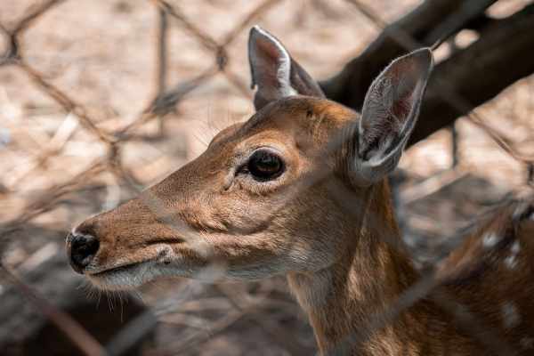 Sika-Hirsch EU-weit invasiv: Hobby-Jagd wehrt sich