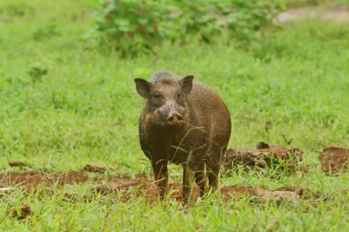 Trotz mehr Abschüssen Wildschweinschäden bleiben hoch