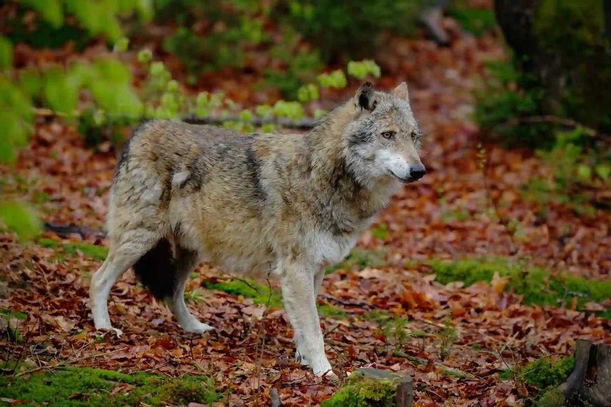 Wolf oder Hund Warum viele Wolfsangriffe nie bewiesen sind