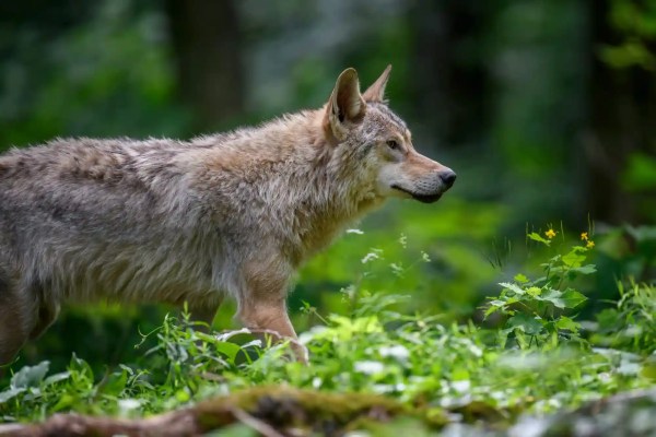 Wolfskasse der Schwyzer SVP: Wer zahlt, wenn der falsche Wolf stirbt?