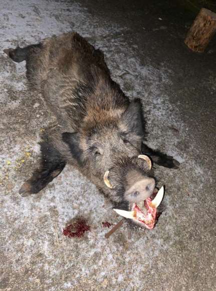 07 wildschwein
