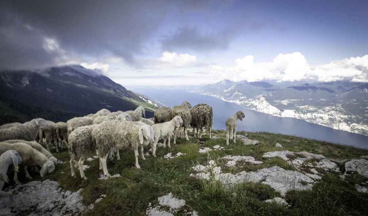 Freigesprochen: Der Wolf war es nicht