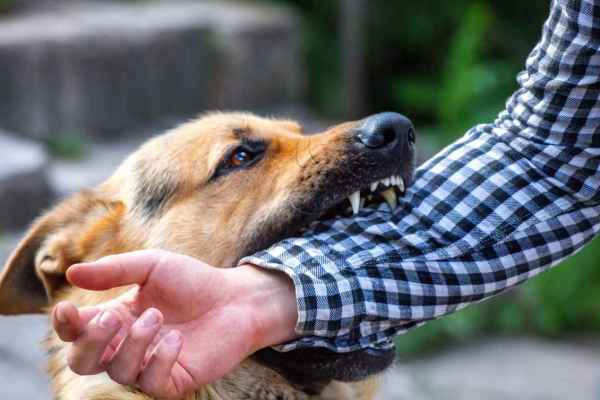 Der Wolf beisst nie – trotzdem gilt er als Bestie