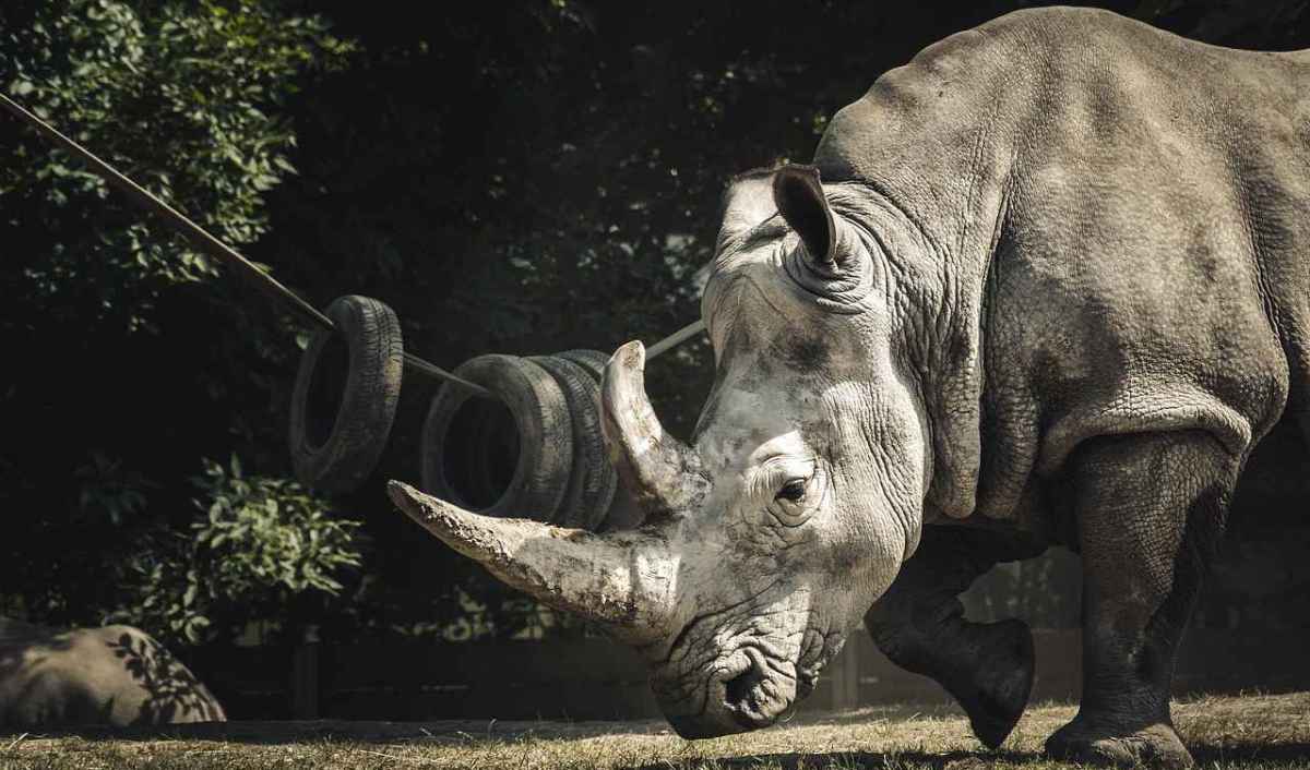 Species conservation promise of zoos what the reintroduction figures really show
