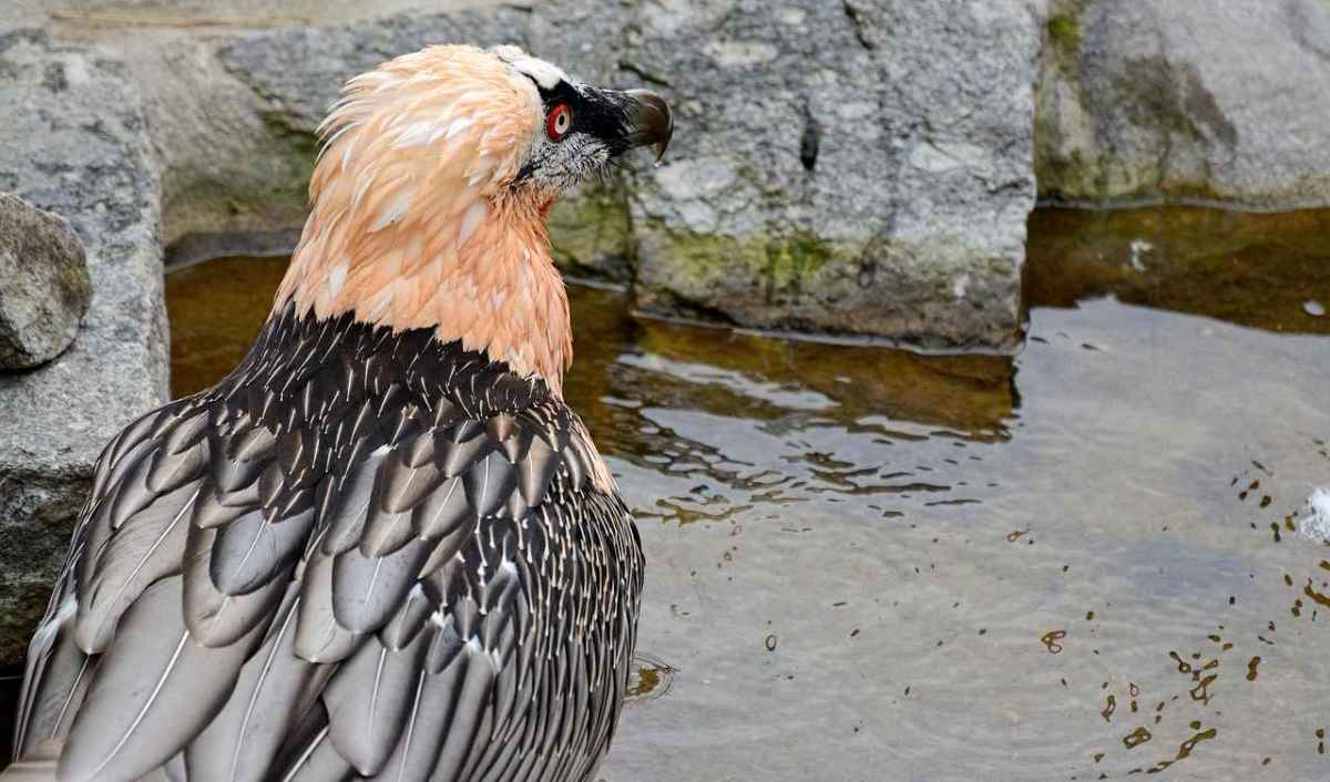 Bartgeier Lepontino II Gerettet, erholt, wieder frei