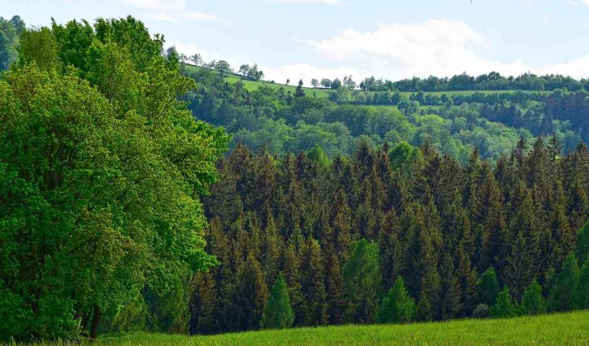 Bostrico, siccità e un predatore che nessuno interpella Come il lupo aiuta il bosco