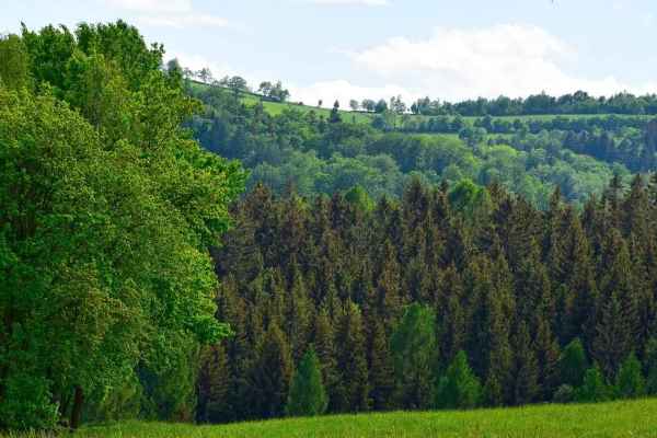 Borkenkäfer, Trockenheit und ein Beutegreifer, den niemand fragt: Wie der Wolf dem Wald hilft