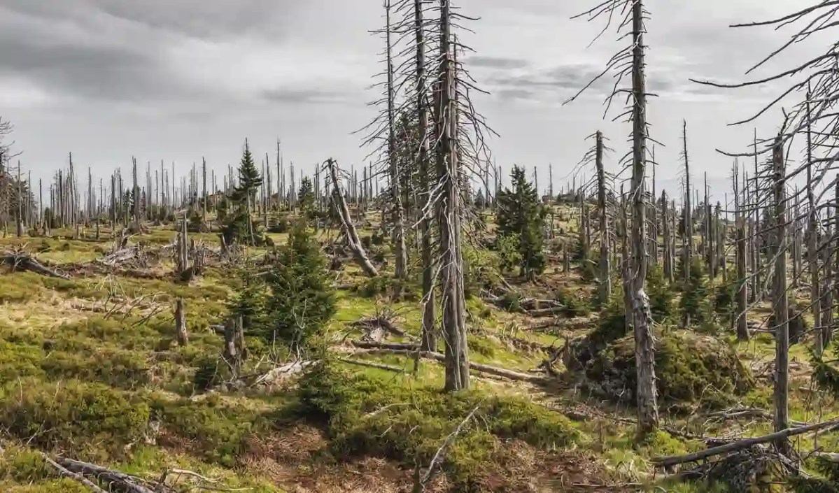 Bund streicht Klimagelder für den Wald Verbiss wird zum bequemen Sündenbock