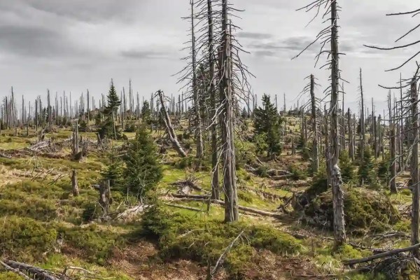 Federal government cuts climate funds for the forest: browsing damage becomes a convenient scapegoat