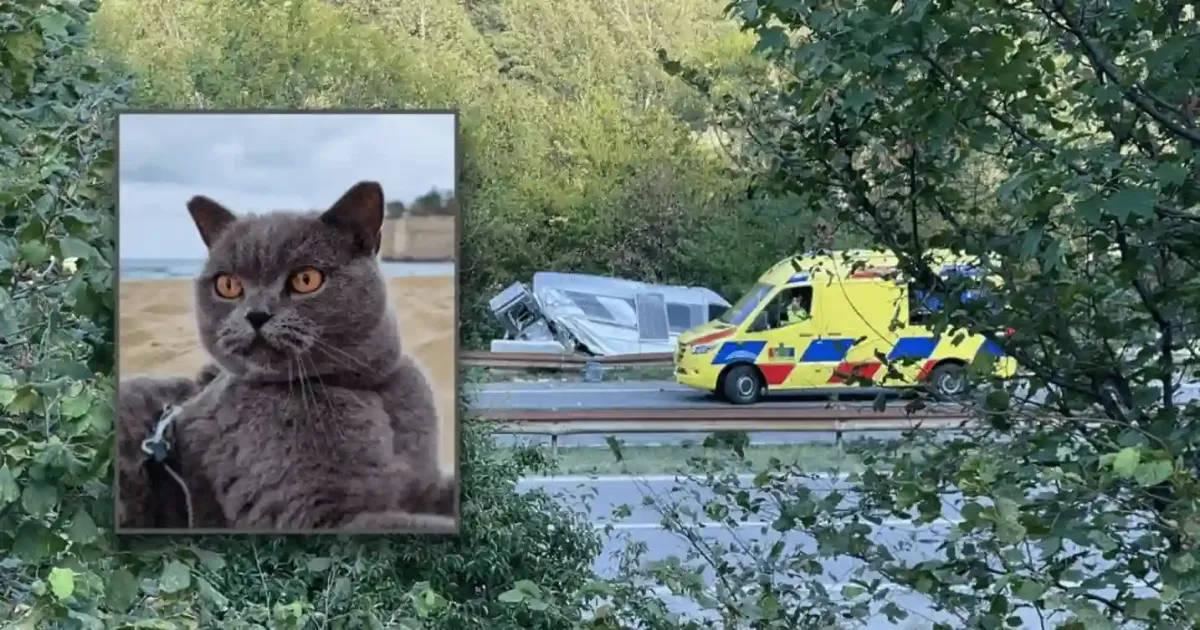 Gefunden Wie der Kater Nino zeigt was Mitgefuehl bewirken kann und was Igel und Voegel jetzt brauchen 1200x753