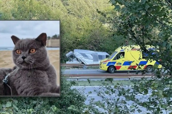 Found! How the tomcat Nino shows what compassion can achieve and what hedgehogs and birds need now