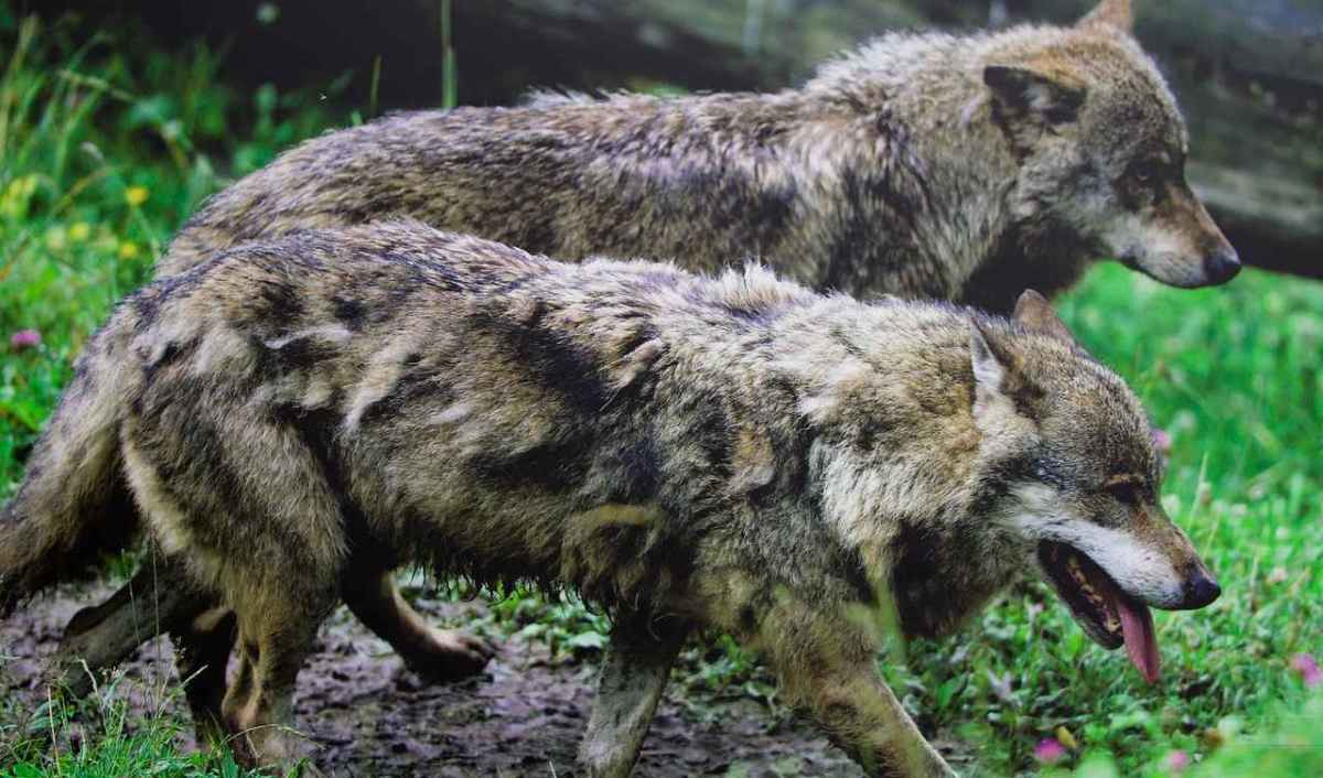 Graubünden meldet drei neue Rudel. Was der Kanton verschweigt Es ist kein Wachstum, es ist Ersatz.