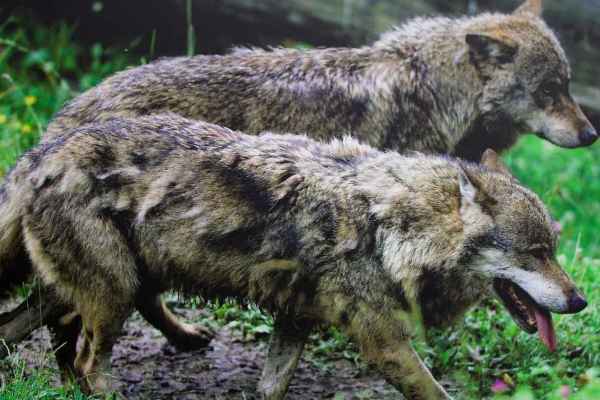 Graubünden meldet drei neue Rudel. Was der Kanton verschweigt: Es ist kein Wachstum, es ist Ersatz