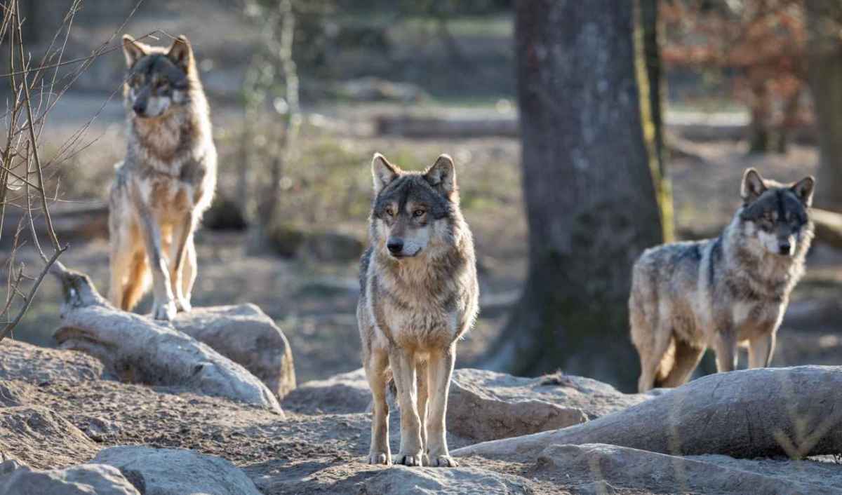Graubünden startet die dritte Wolfsregulation, obwohl die Risse sinken