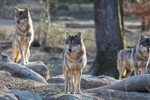 Graubünden startet die dritte Wolfsregulation, obwohl die Risse sinken