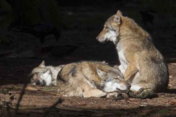 Neue Studie: Wolfsabschüsse verhindern Nutztierverluste nicht zuverlässig