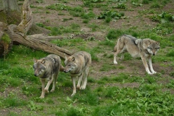 Podcast-Episode: Natur, Tiere und Machtmissbrauch
