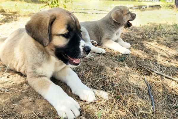 Ramiswil: When 124 dogs count and 86 million animals do not