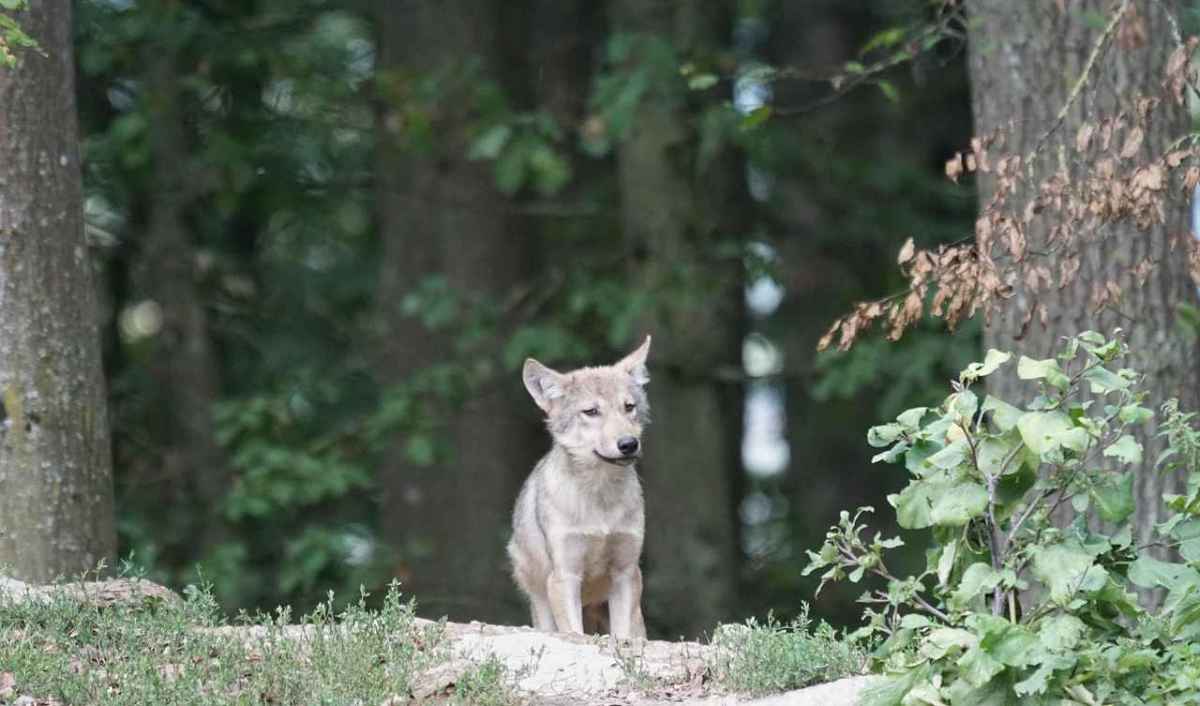 La compagnie du Schilt de Saint-Gall garde secrets les coûts du tir des jeunes loups