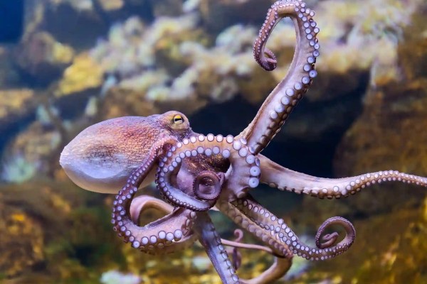 Spain: world's first octopus farm on Gran Canaria finally scrapped