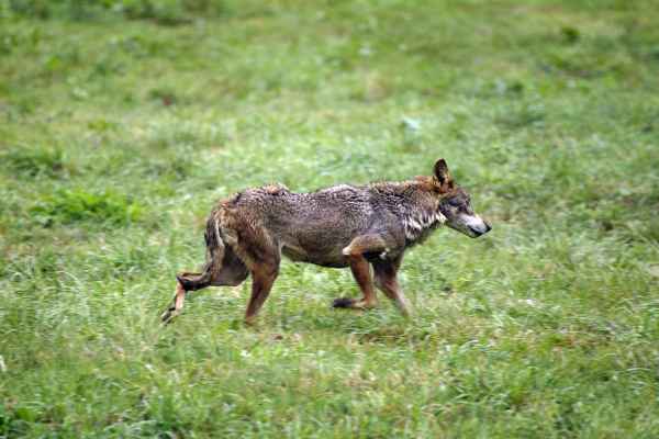 L'Espagne autorise le tir de 67 loups, alors que les tribunaux ont annulé exactement cela à trois reprises