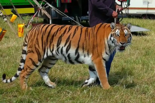 Ungarn beschliesst Wildtierverbot im Zirkus ab 2027