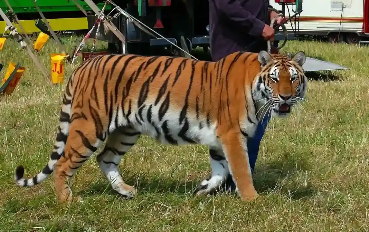 Ungarn beschliesst Wildtierverbot im Zirkus ab 2027 1200x800