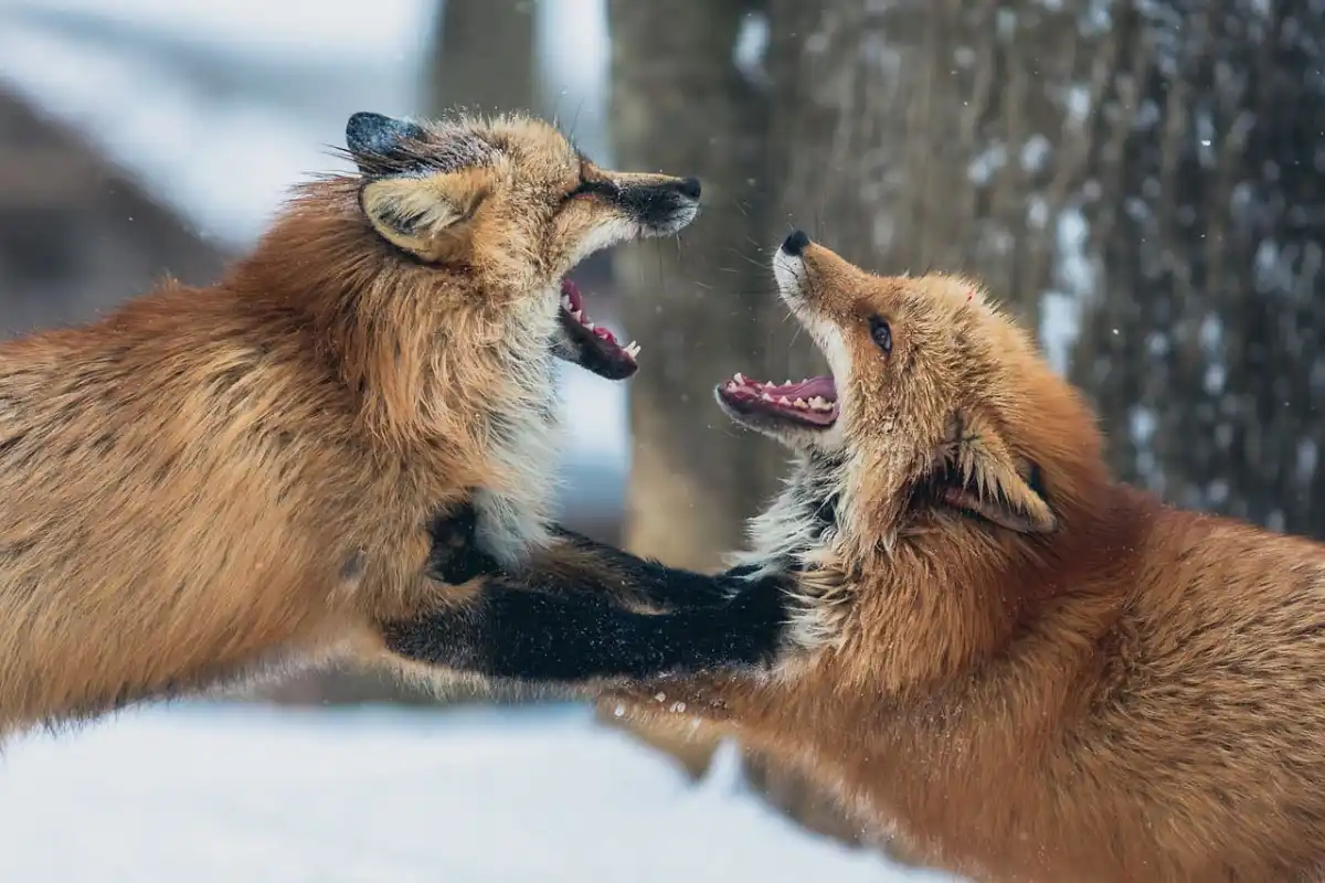 Divieto della caccia alla volpe Riorientamento della politica venatoria cantonale su basi scientifiche ed etico-animali 1200x800