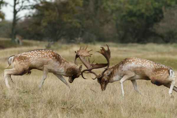 Quattro daini abbattuti nel parco animali di Königsfelden: perché nessun ricollocamento?