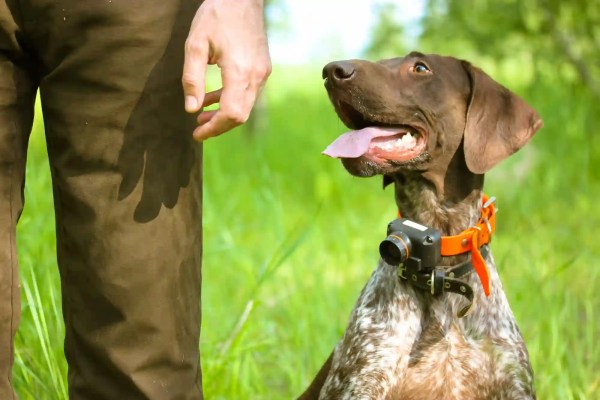 Warum es so viele Jagdhunde braucht: Die verschwiegene Kehrseite der Prüfungs-Idylle