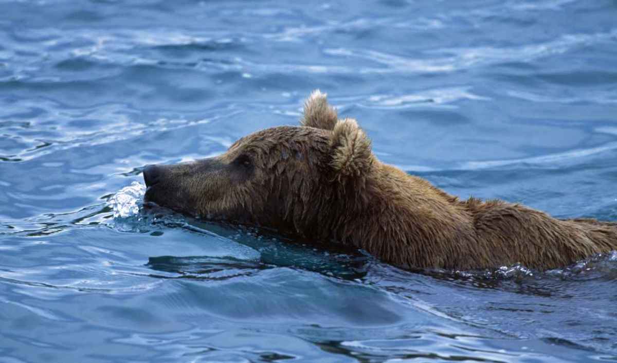 Quando il salvataggio diventa una trappola: cosa mette a rischio i grizzly orfani dopo il rilascio