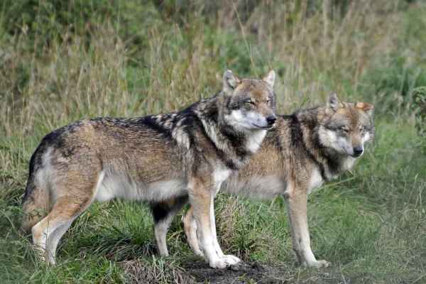 Podcast-Episode: Natur, Tiere und Machtmissbrauch