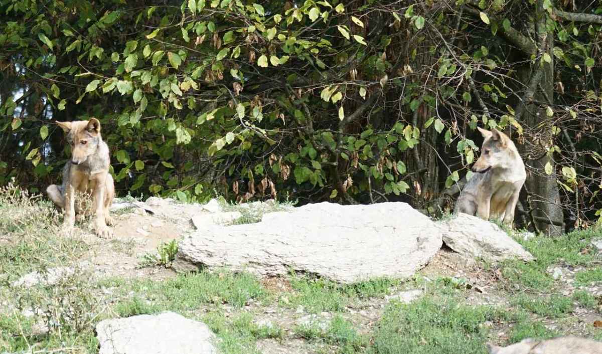 Angeschossener Jungwolf verschwunden Schwyzer Wolfsabschüsse unter Druck