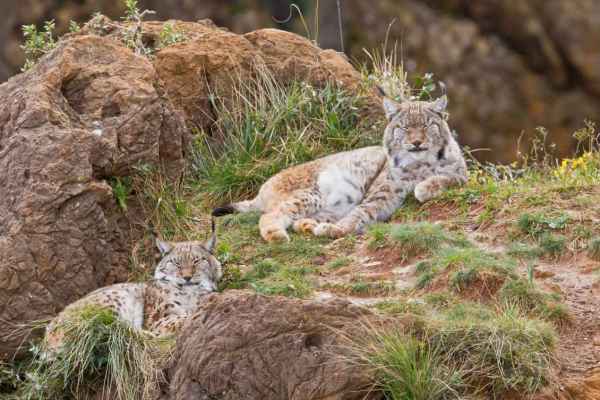 Das Mittelland als Nadelöhr: Warum der Luchs mehr braucht als Präsenz