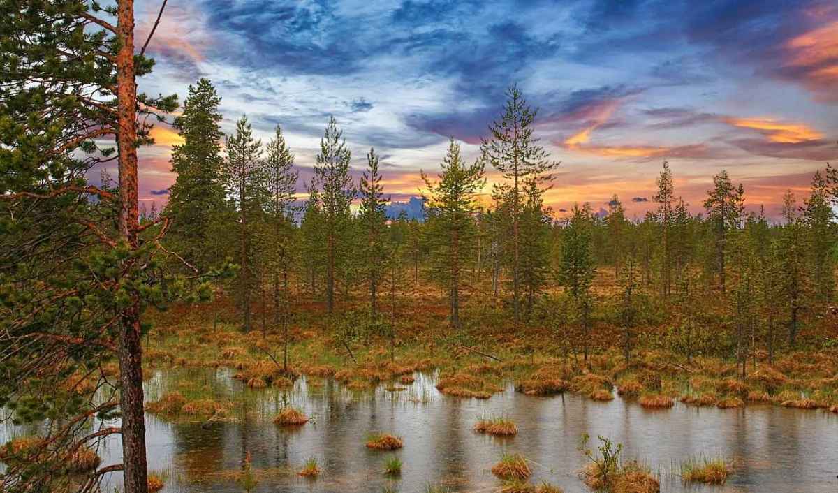 Der Jagdsumpf ist überall Wie FACE und die Hobby Jäger Verbände Politik machen