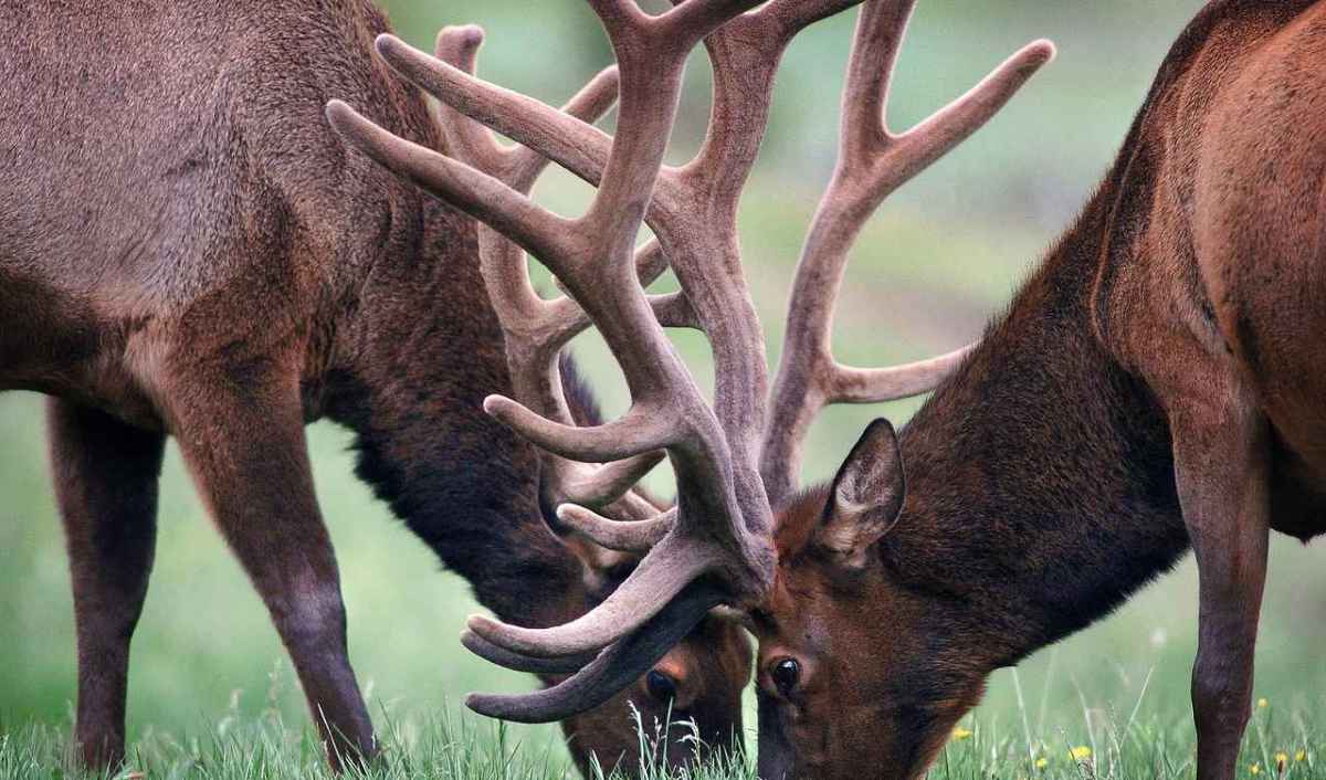 «Der Wolf jagt mit» Was der oberste Bündner Hobby Jäger bei den Amtszahlen ausblendet