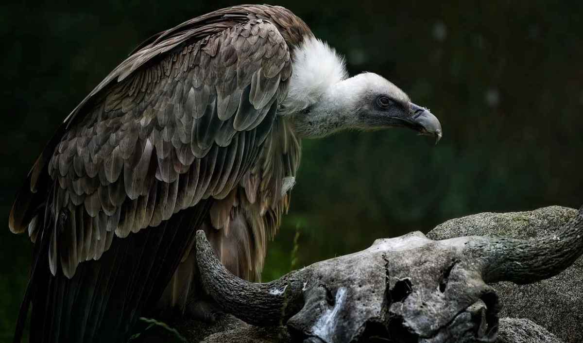 FACE Wie die Jagdlobby der EU Behördenmeldungen umschreibt und Bleiverbote entkernt