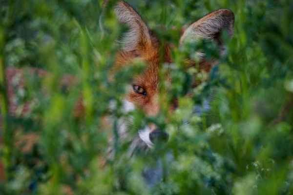 Fuchsjagd Zürich: Das Wildbuch widerlegt die Krankheitsbegründung des Kantons