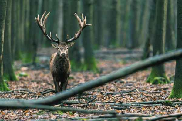 «Ganz geläufig in Jagdkreisen»: Was Urteile und Jagdberichte aus drei Kantonen zeigen