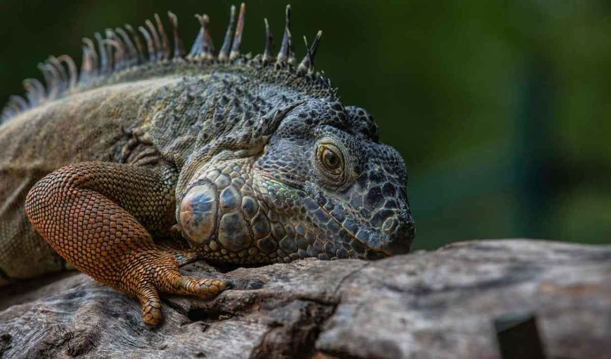 Exotic pet trade threatens biodiversity: Nature calls for a change of course
