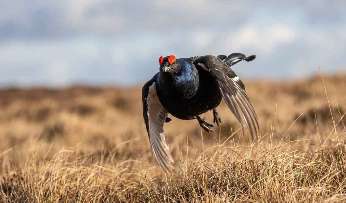 JagdSchweiz argumentiert gegen sich selbst Die Widersprüche des Dachverbands im Überblick