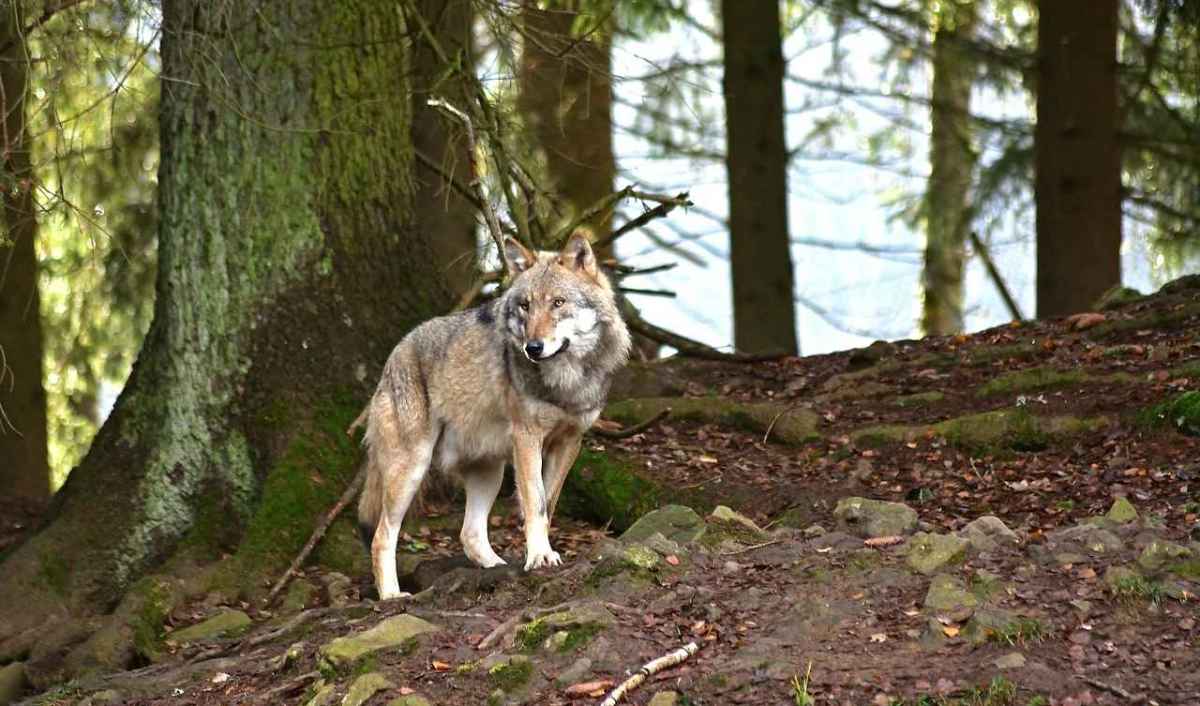Jagdgesetz Vernehmlassung zu Wolfsabschüssen in Wurfzeit und Jagdbanngebieten läuft bis 16. Oktober